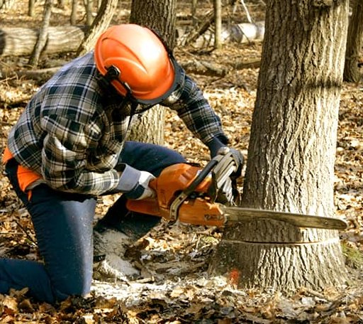 Tree Removal in Geddes, SD
